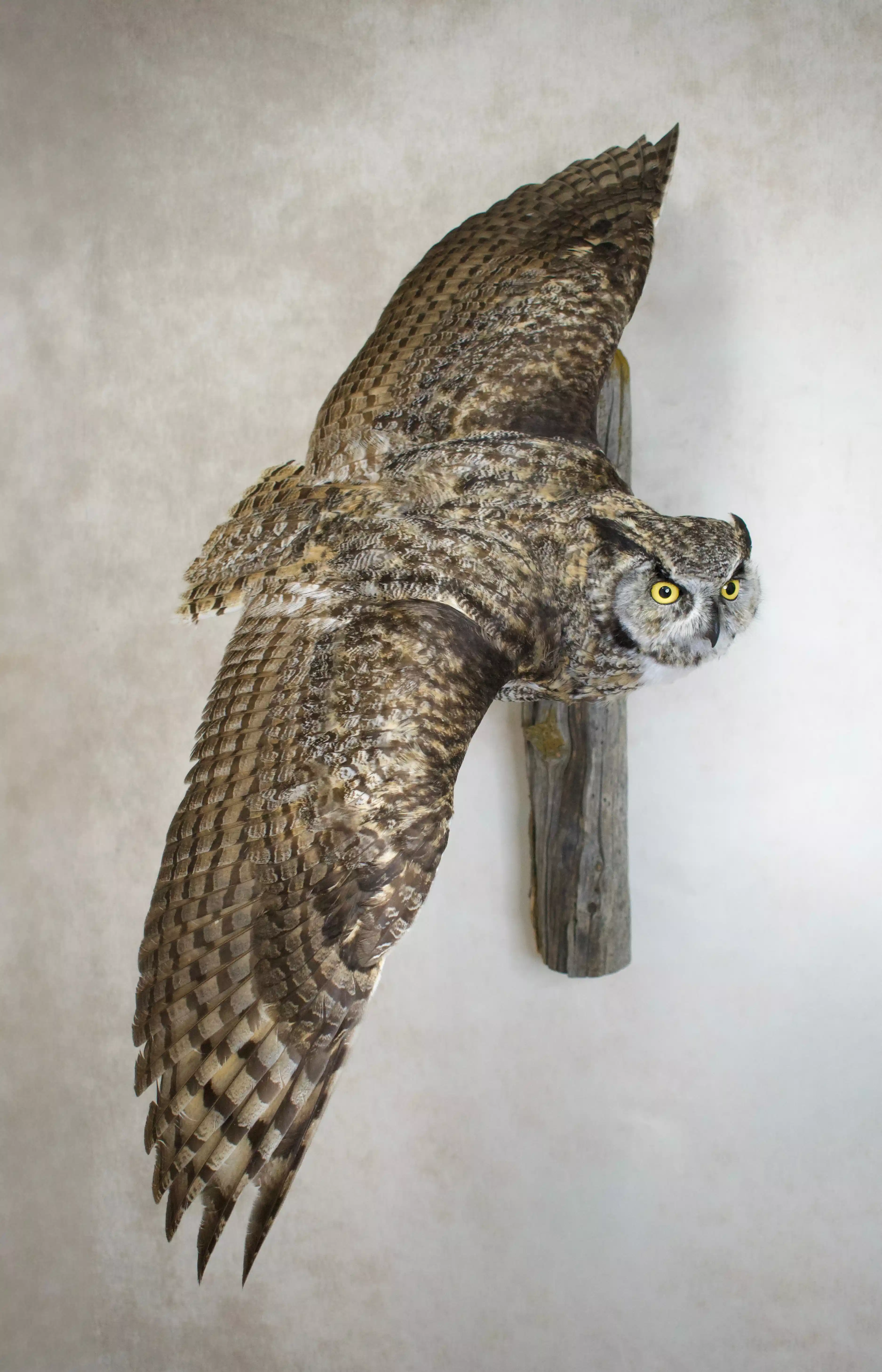 Upland Game Birds