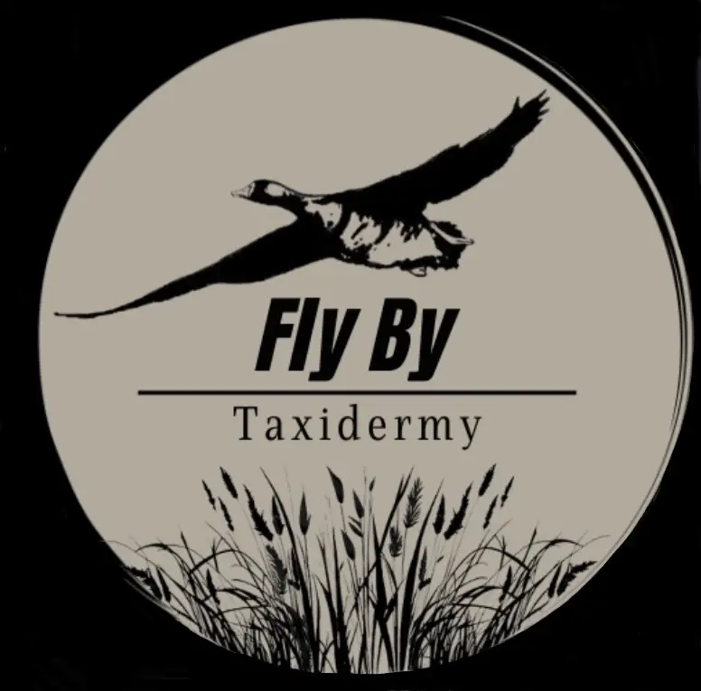 Fly By Taxidermy Logo