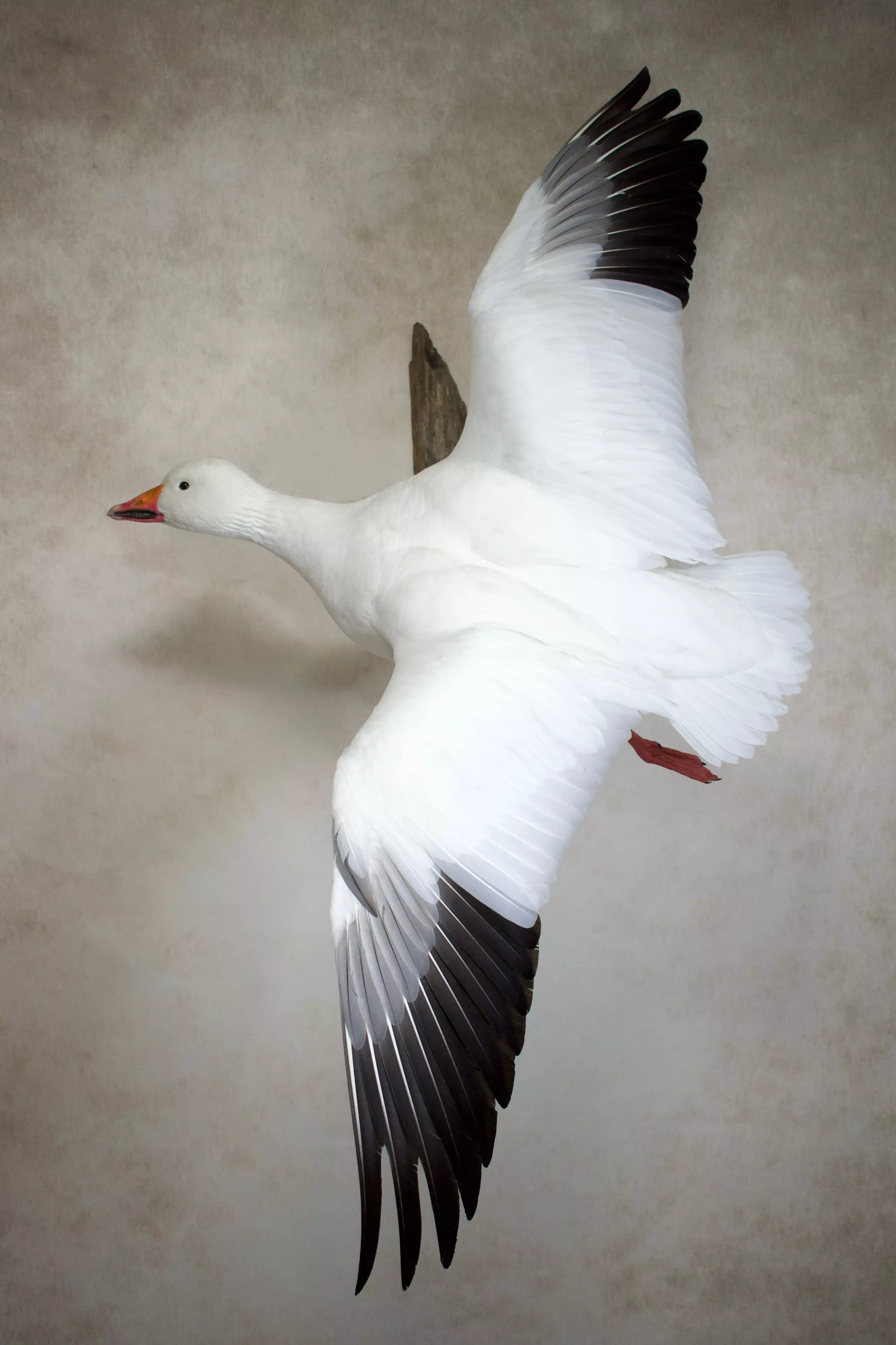 Upland Game Birds